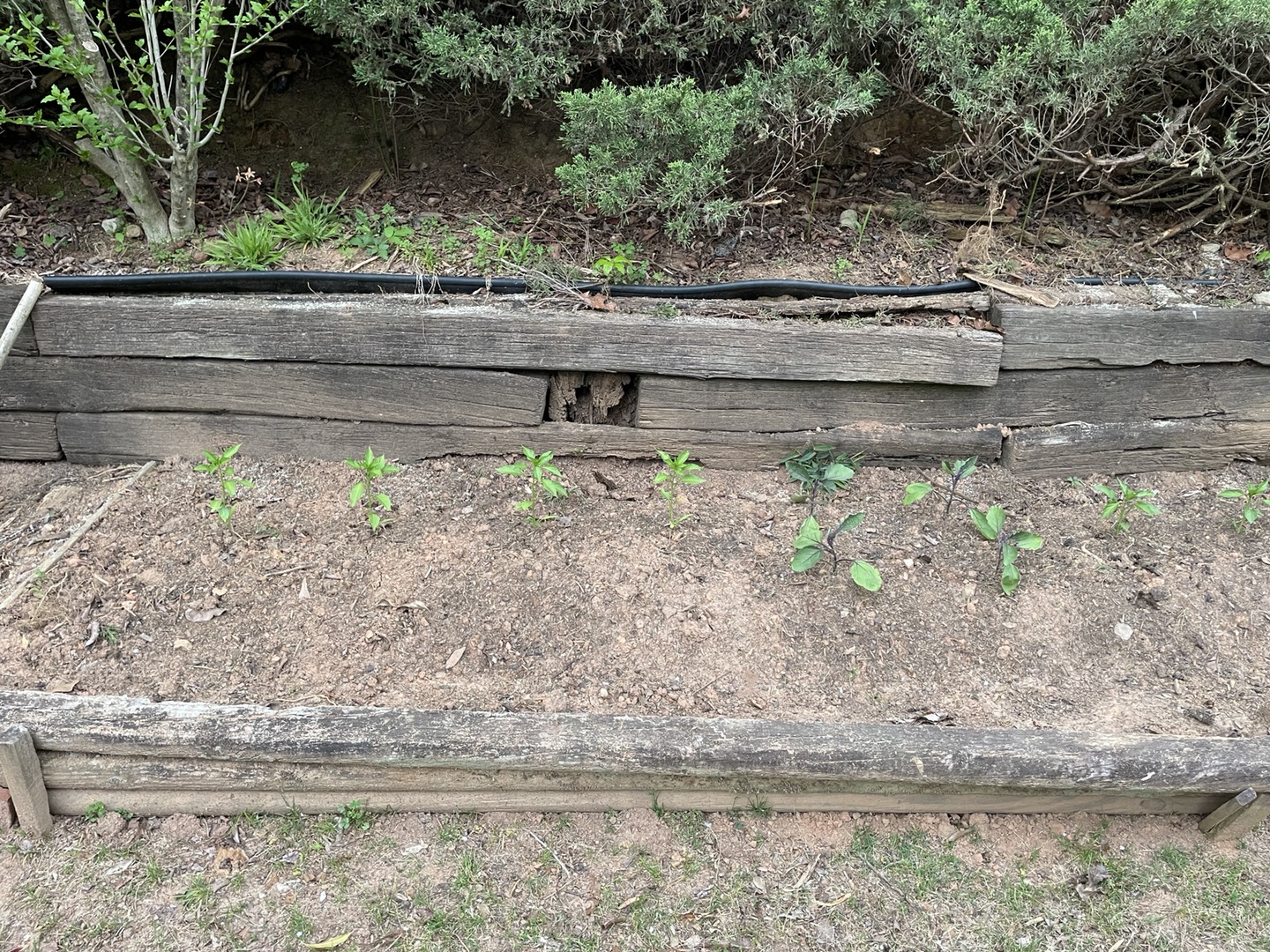 You are currently viewing Gardening(텃밭만들기)